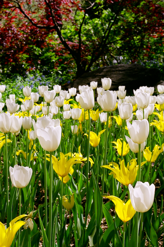 Tulips and blossoms