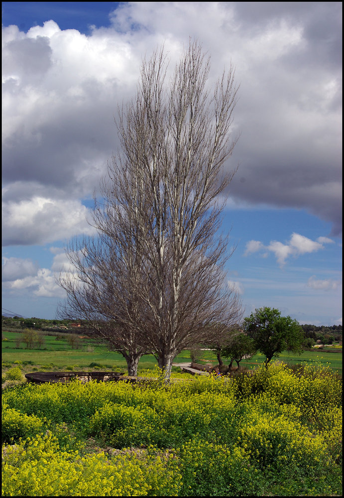 Two Trees of the Central Plain