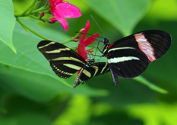 2 Butterflies