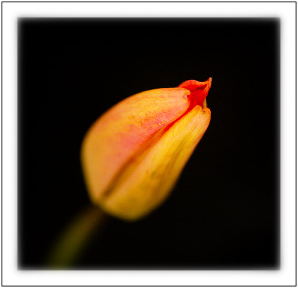 A simple Tulip