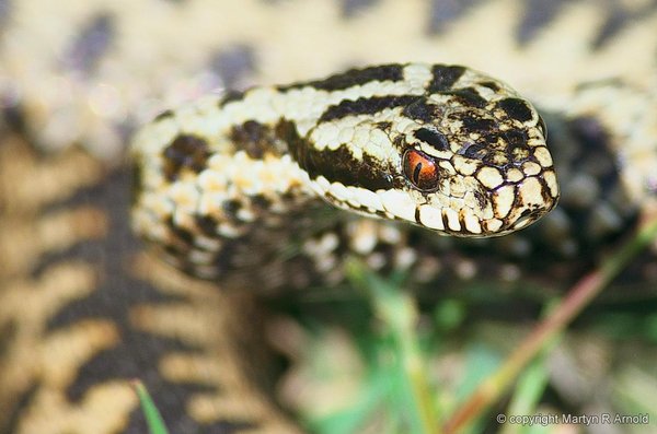 Adder - Crop (Crop (1601x1060) from image taken with Pentax K5 + DA*300mm