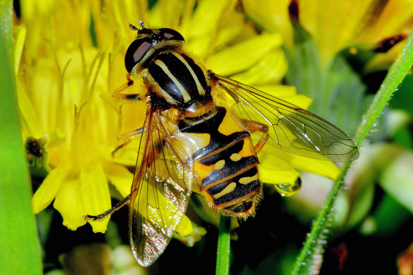 Another pseudo wasp