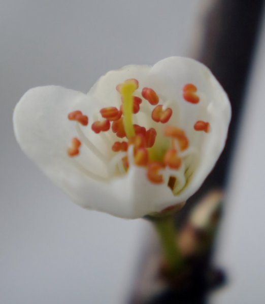 Awaking Blossom