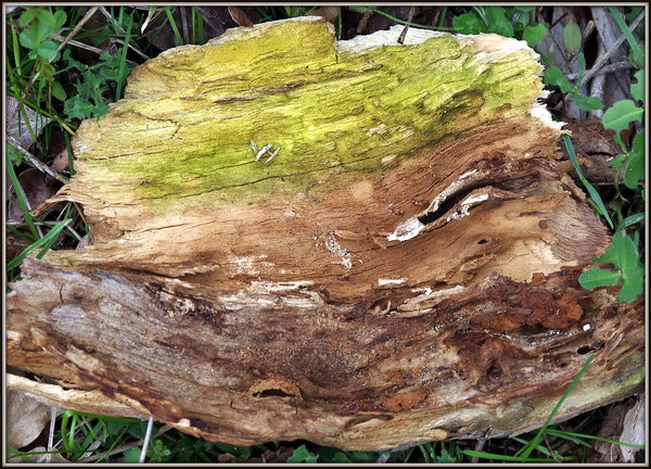 Bark