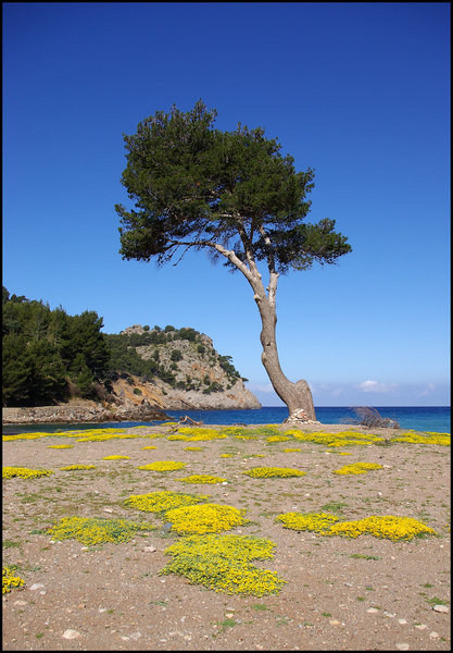 Beach Tree with Yellow Flowers