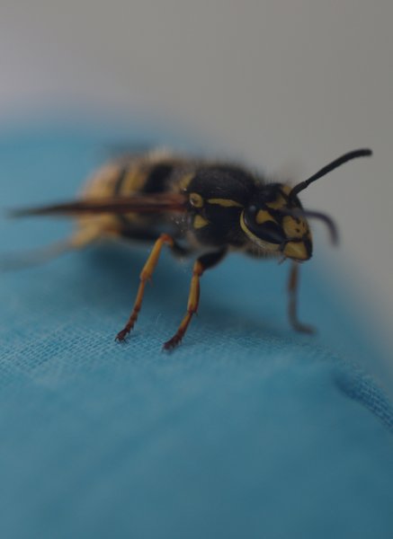 Beastie on the ironing board !!