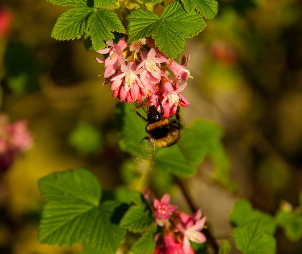 Bee and Flowering Currant
