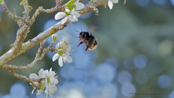 Beeeee