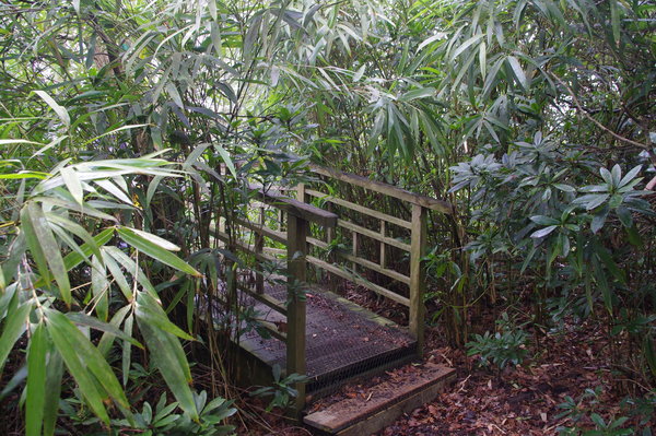Berkshire jungle