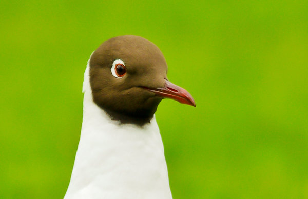black headed gull