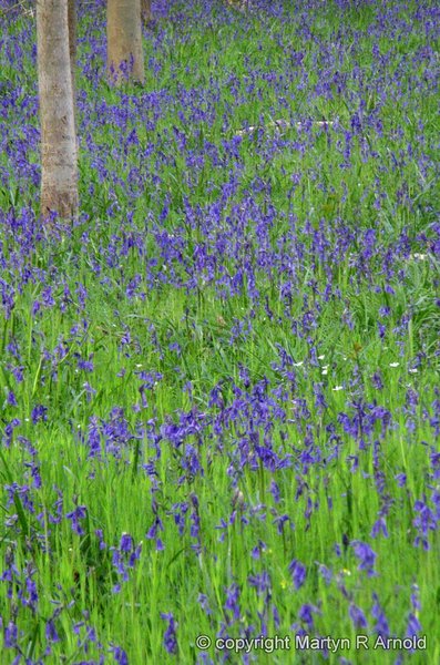 Blubell Wood