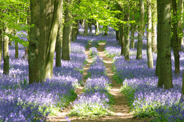 Bluebell Avenue