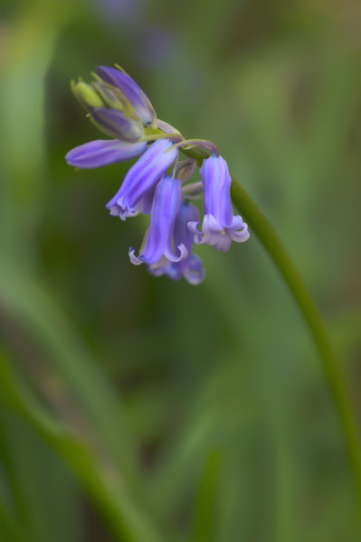 Bluebell