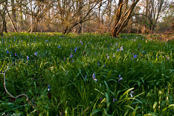 Bluebells