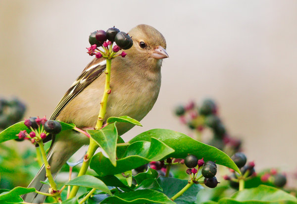 Chaffinch Peek-A-Boo