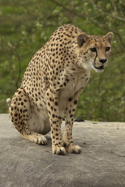 Cheetah