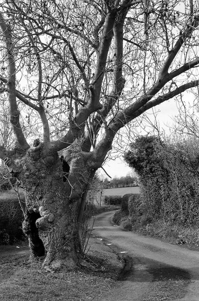 Country lane