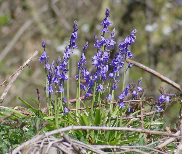 Early Bluebells
