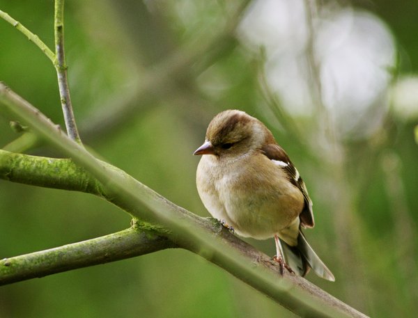 Female Chaffinch