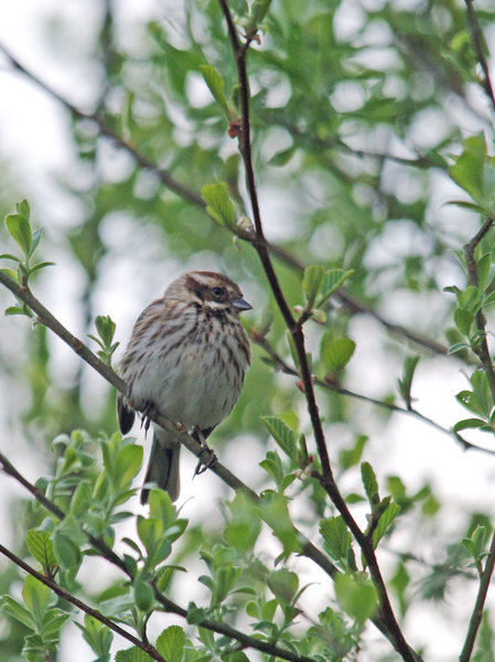 Female Corn Bunting