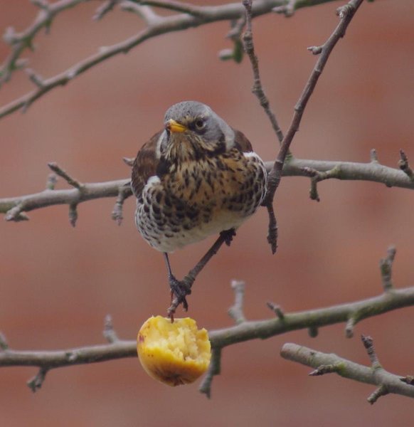 Fieldfare in Coventry.