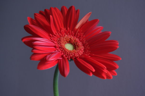 Gerbera