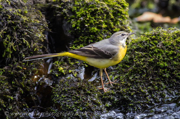Grey Wagtail