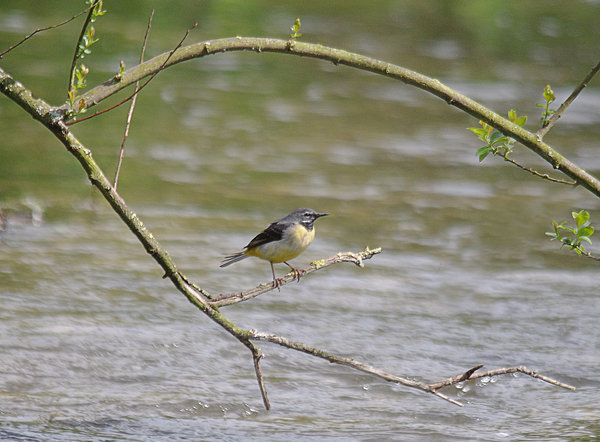 Grey Wagtail