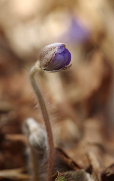 Hepatica