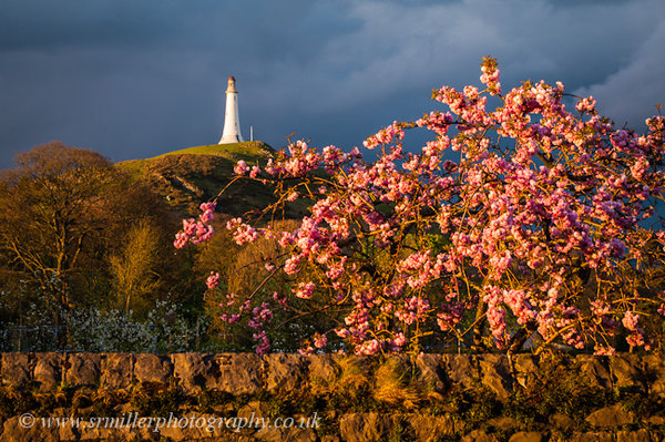 Hoad Monument and Blossom