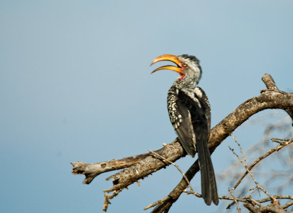 Hornbill