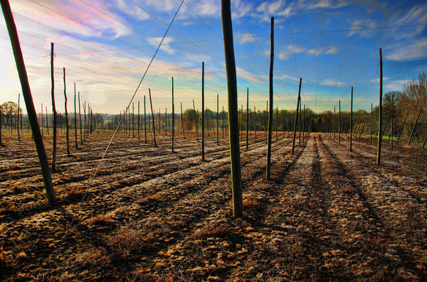 Kent Hop Garden = Beer!