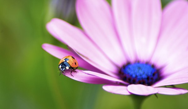 Ladybird