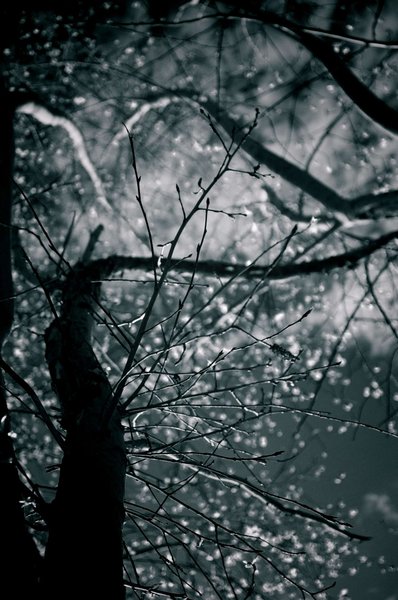 Looking Up to the Sky