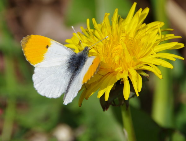 male orange tip with wings open