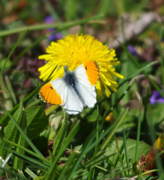 male orange tip