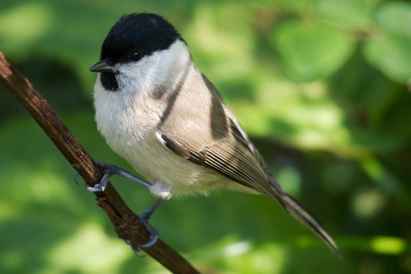 Marsh tit