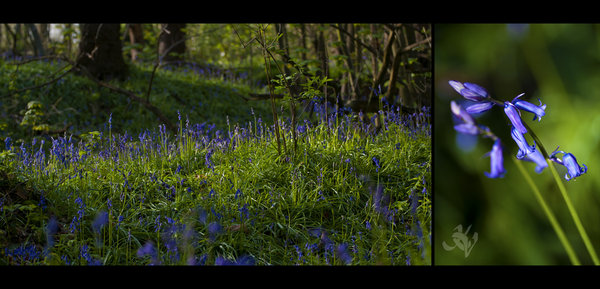 Norsey Woods - Beautiful Bluebells