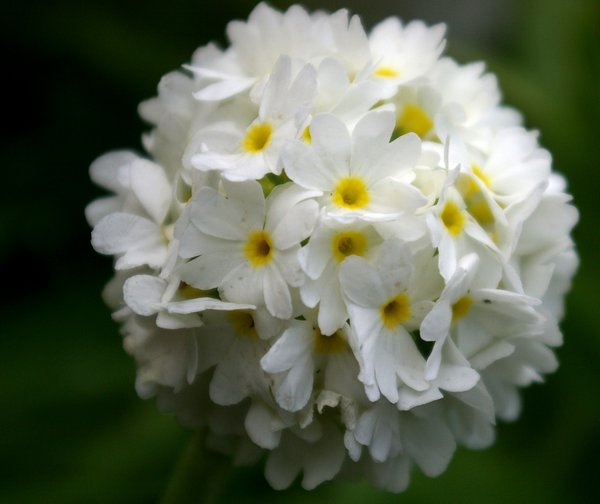 Primula Denticulata