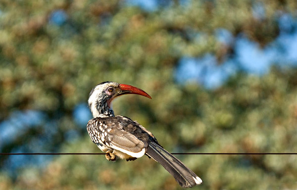 Red-billed Hornbill
