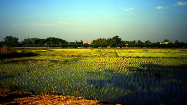 Rice Paddy