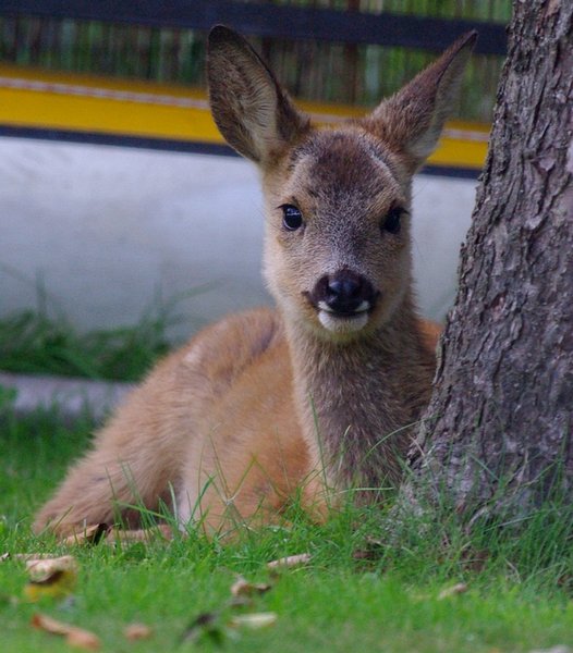 Roe fawn.