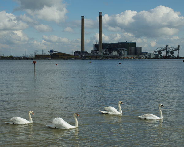 Salt Water Swans
