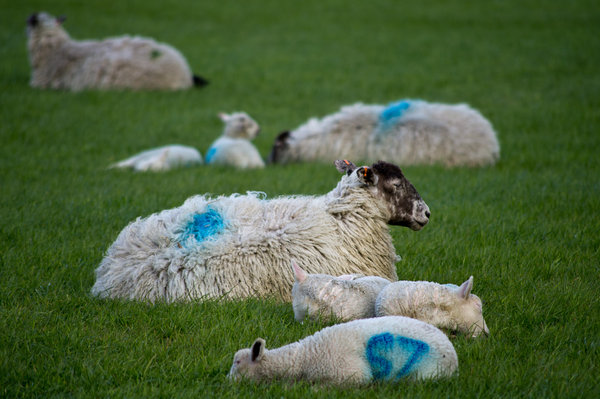 Sheep