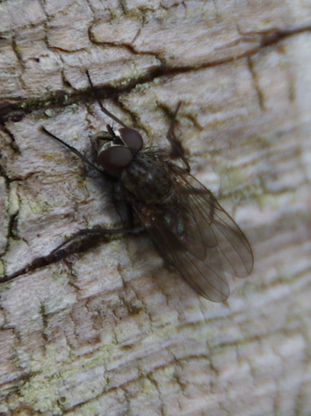 small fly