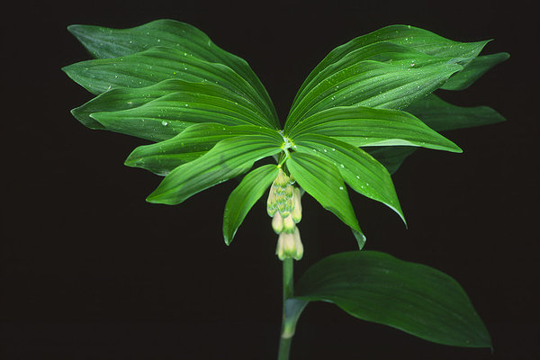 Solomon's Seal