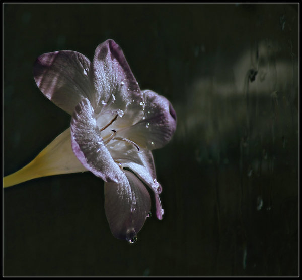 Sunshine and showers