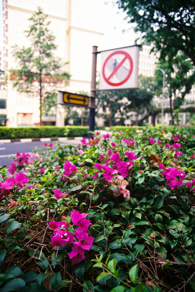 Bougainvillea, Tanglin, Singapore