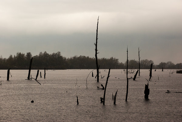 that was a forest ..