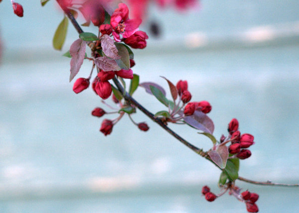 The blossom is out!